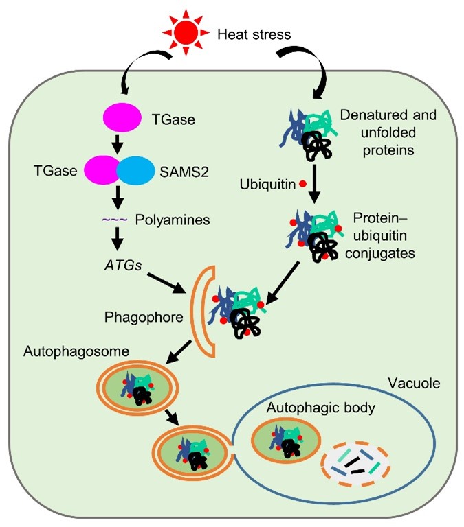 图3. 番茄TGase调控自噬在高温胁迫中的作用模式图。 图3. 番茄TGase调控自噬在高温胁迫中的作用模式图。