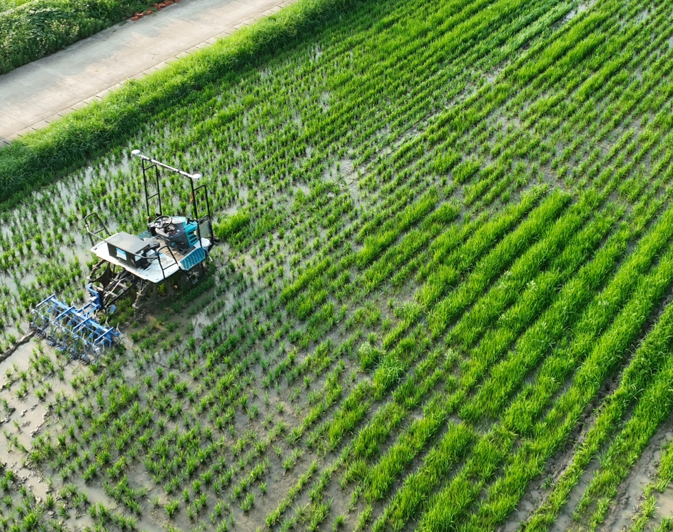 【视频】会“导航”能“输氧”，水田来了“除草高手”