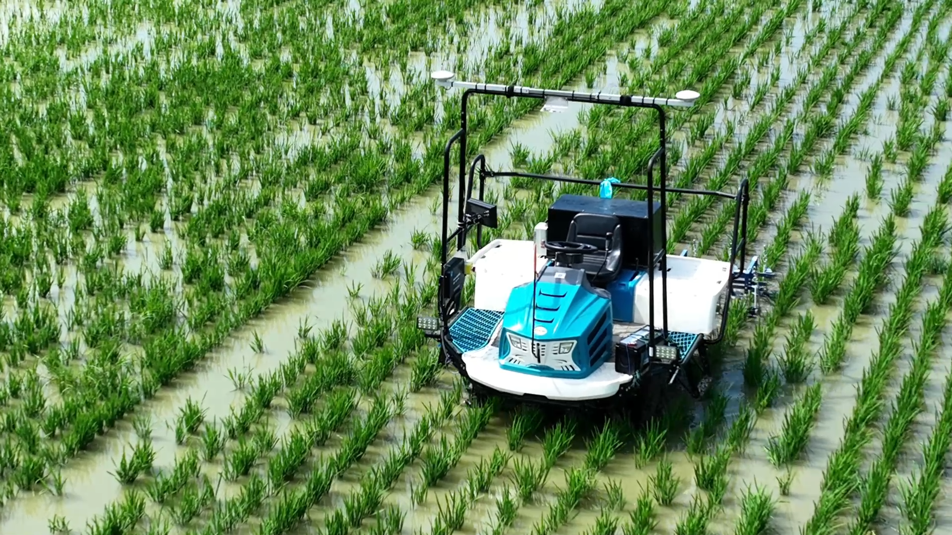 【视频】会“导航”能“输氧”，水田来了“除草高手”