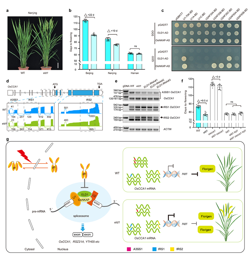 水稻“作息表”被破解！科学家发现调控抽穗期的关键基因
