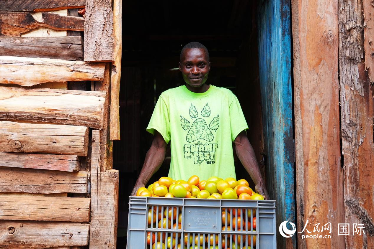 当地农民保罗·穆内内使用番茄嫁接技术后迎来丰收，正向记者展示刚采摘的番茄。人民网记者 黄炜鑫摄
