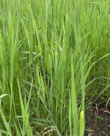 被种草了！苏超刷“坪”背后的宝藏专业